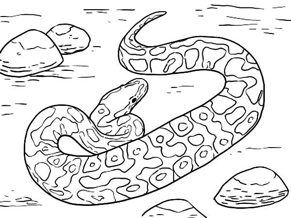 Coloring page anaconda lay down to sleep